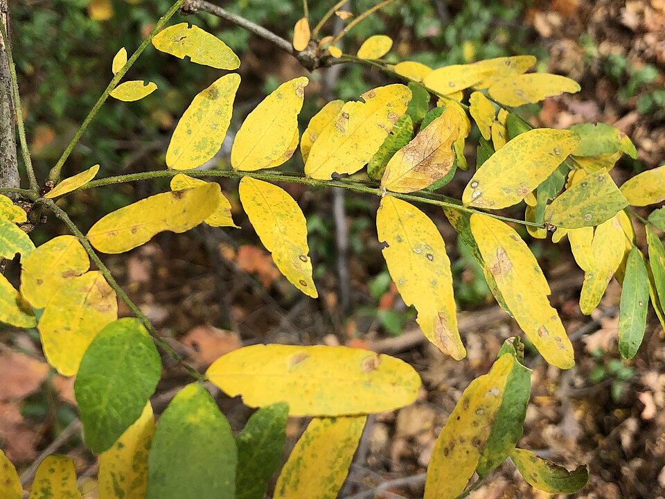 A close-up of bright yellow honeylocust leaves in autumn
