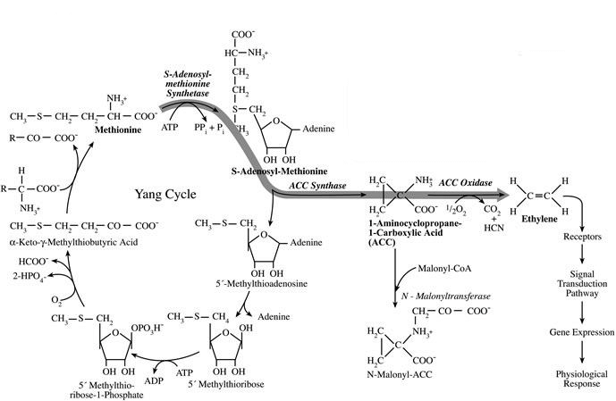 A biochemical pathway diagram showing the Yang cycle and the biosynthesis of ethylene from methionine