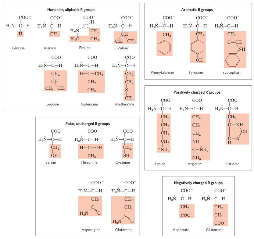The 20 Standard Amino Acids
