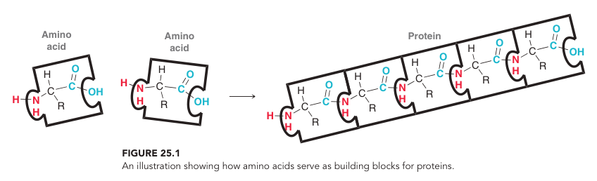 Amino Acid Polymer Sequence