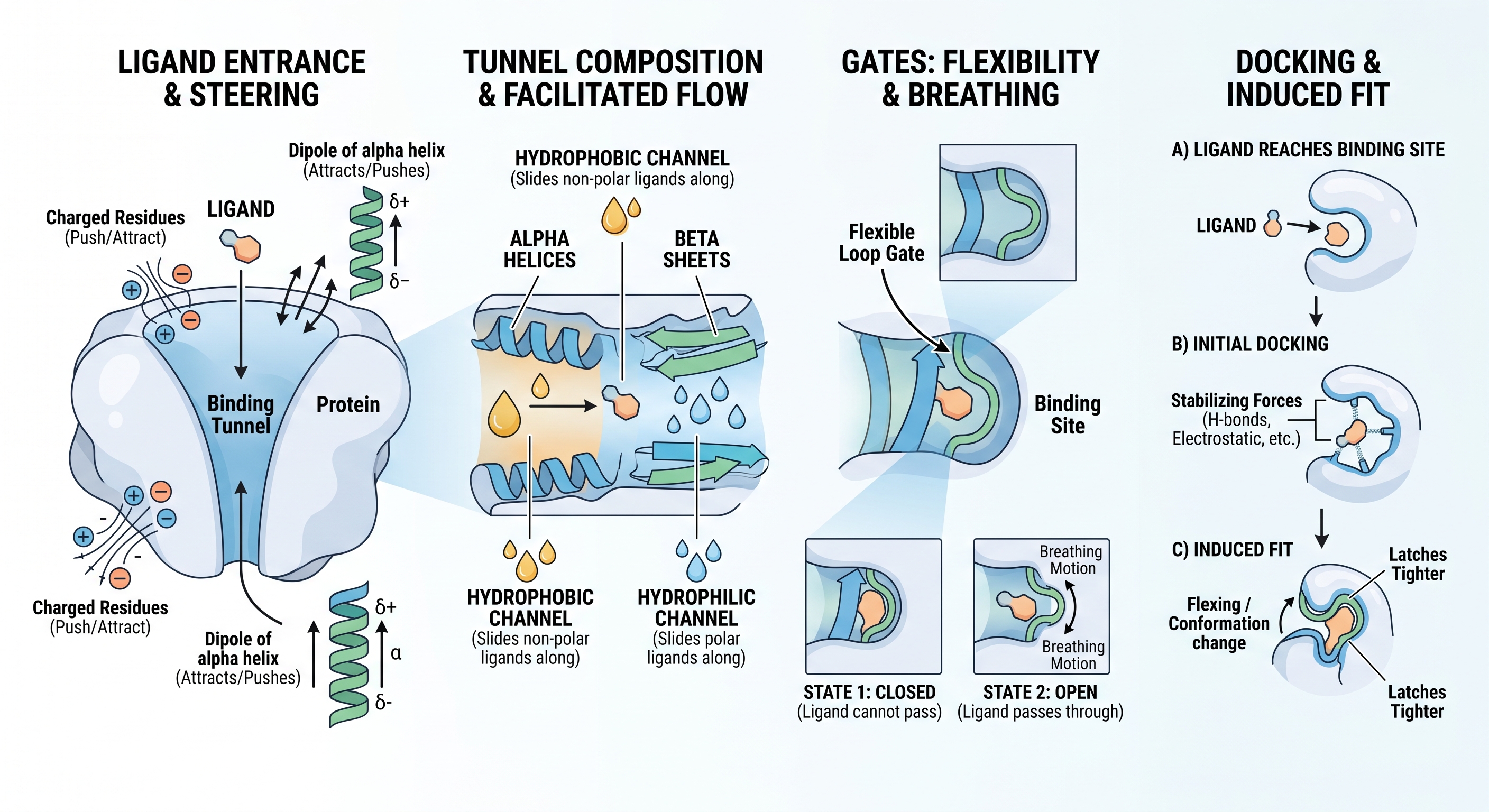 Binding Site Tunnels in Proteins