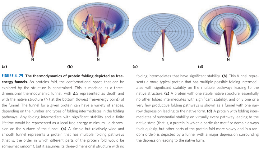 Protein Folding Energy Funnel