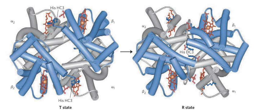 Quaternary Structure of Hemoglobin Part 2