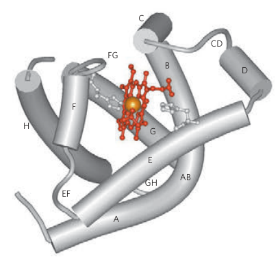 Myoglobin Structure Part 2