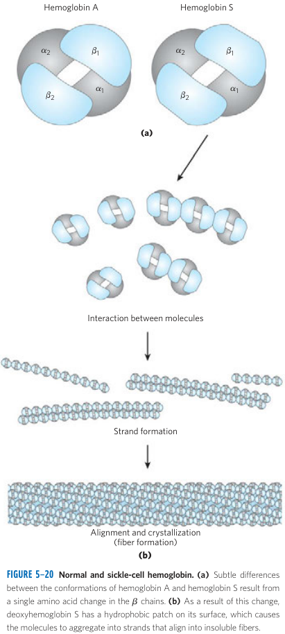 Sickle Cell Mutation Part 2